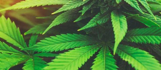 cannabis