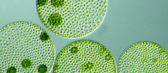 microalgues