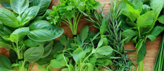 Herbes aromatiques